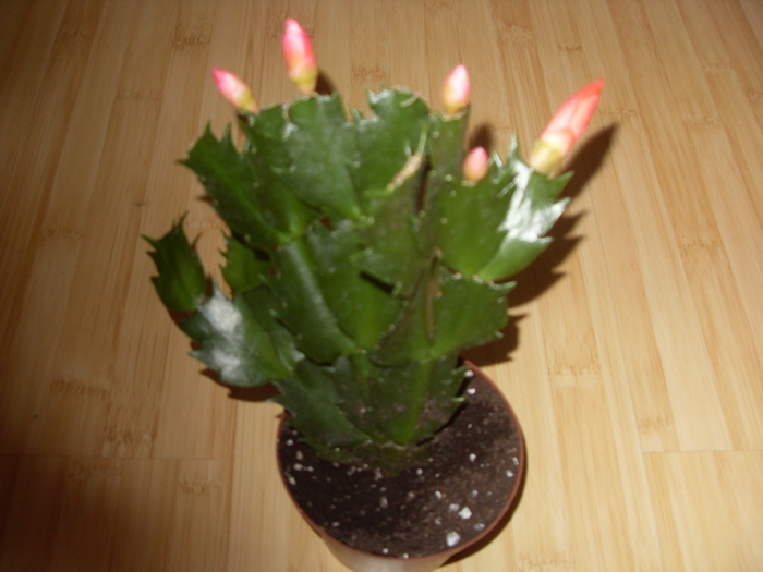 SDC16979 - SCHLUMBERGERA 2010