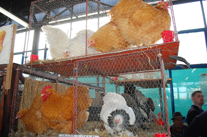 90 - Expo 2010 Indagra