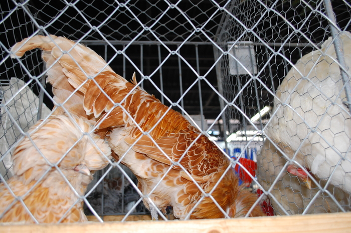 91 - Expo 2010 Indagra