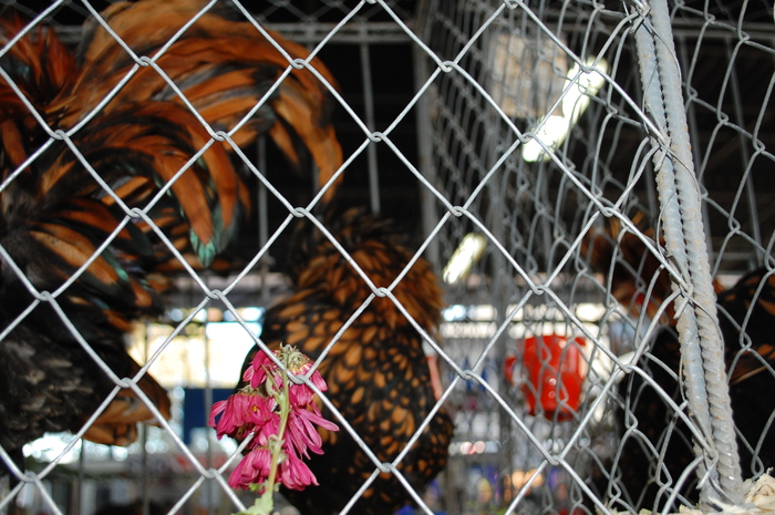 93 - Expo 2010 Indagra