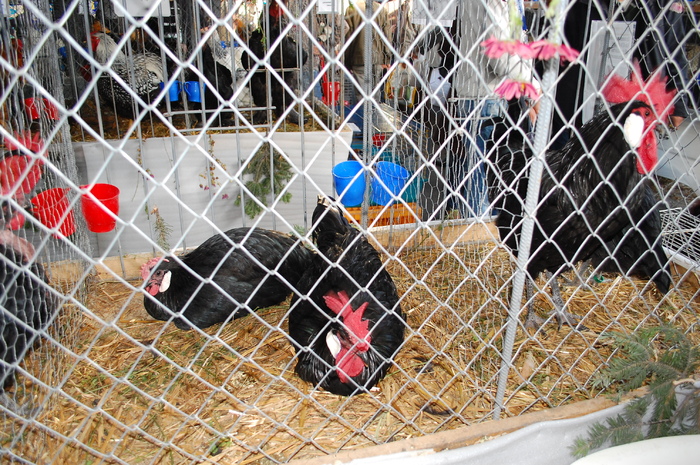 94 - Expo 2010 Indagra