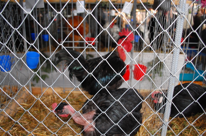 95 - Expo 2010 Indagra