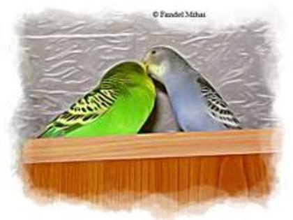 images (11) - stars perusi cuples  2010