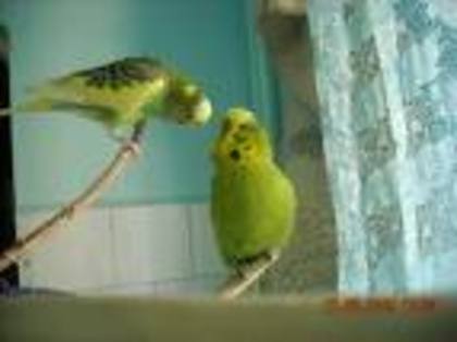 images - stars perusi cuples  2010