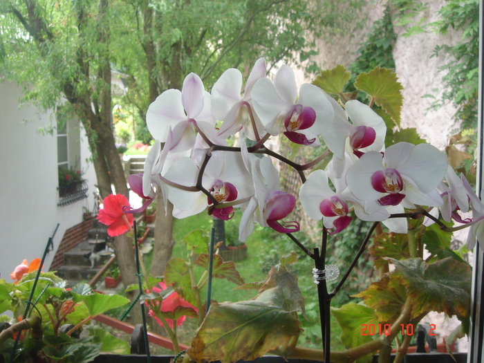 DSC09237