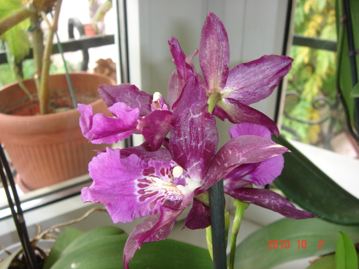 cattleya