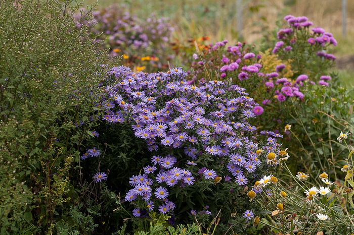 Tufa de aster - Toamna in gradina mea