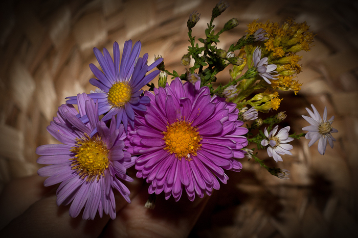 flori diferite aster - Toamna in gradina mea