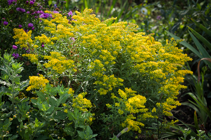 Solidago Dansolitlem "Little Lemon" - Toamna in gradina mea