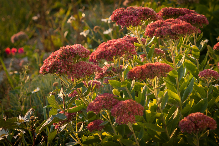 Sedum spectabile "Autumn Joy"