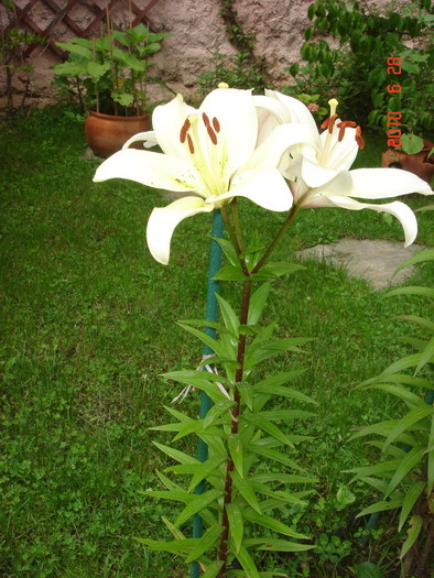 DSC08825 - Vara in gradina
