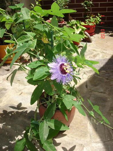 DSC08838 - Vara in gradina