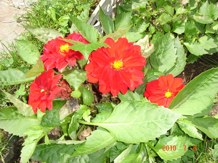 DSC08856 - Vara in gradina