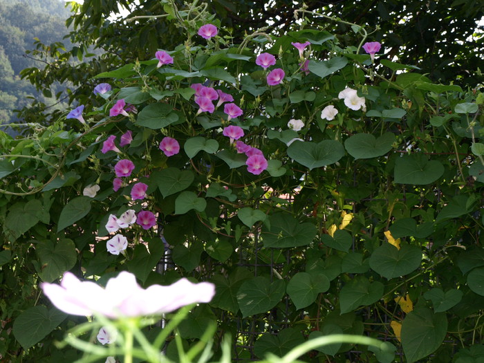 flori - aug (26) - Vara in gradina
