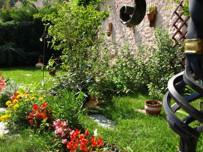 flori - aug (88) - Vara in gradina