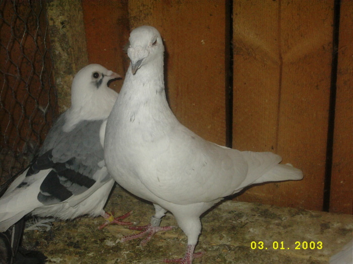 DSCI5116 - Porumbei vara 2010