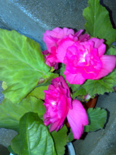 begonia roz