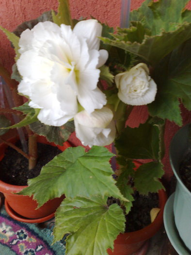 begonia alba - B BEGONII