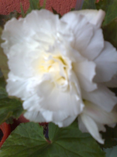 begonia alba - B BEGONII