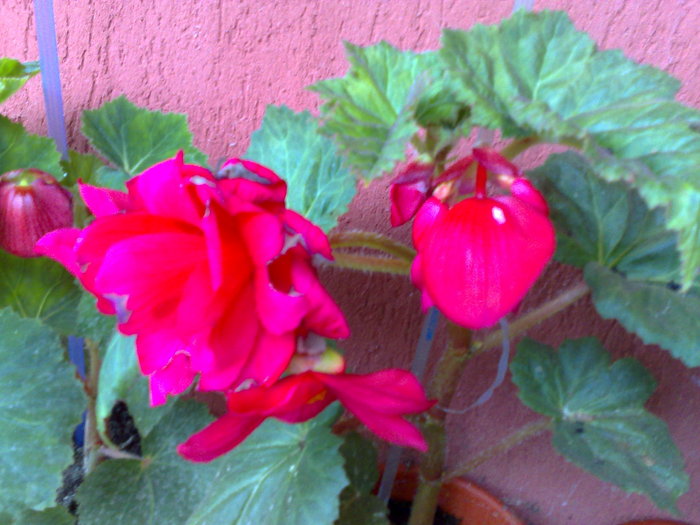 begonia roz