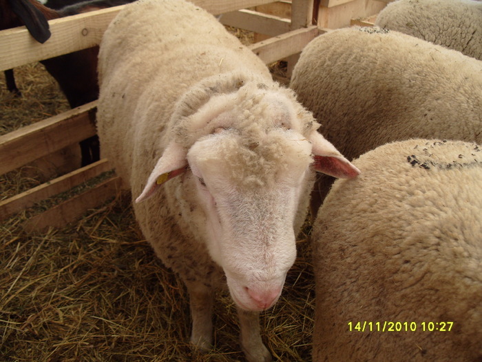 S1050744 - Indagra 2010