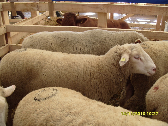 S1050745 - Indagra 2010