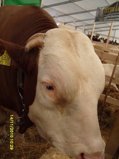 S1050749 - Indagra 2010
