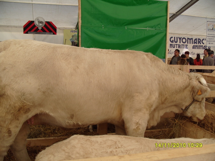 S1050750 - Indagra 2010