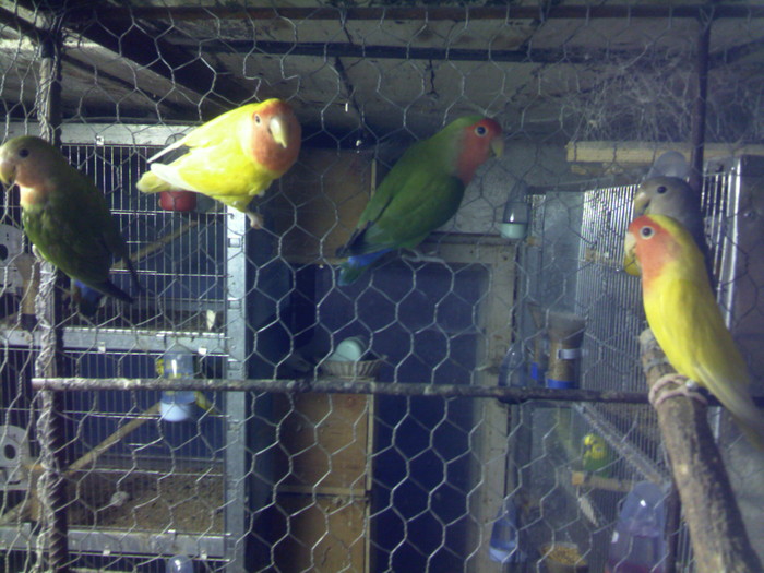 agapornisi 1 - Agapornis