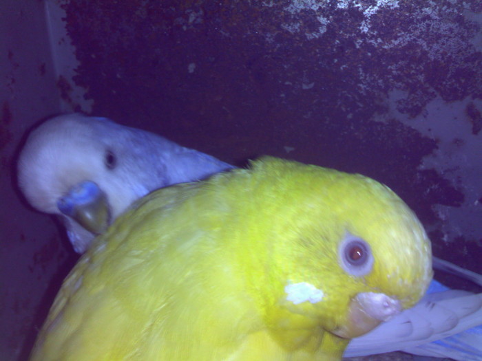 fem galbena- mascul azur; au pui mici
