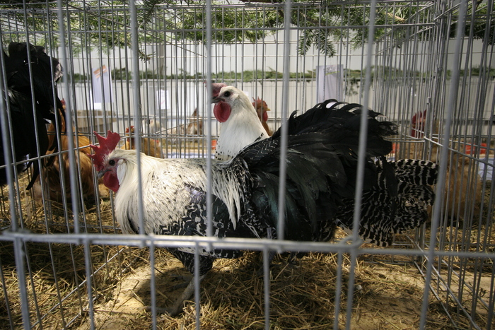 expo galati (28) - expo galati pasari si animale mici