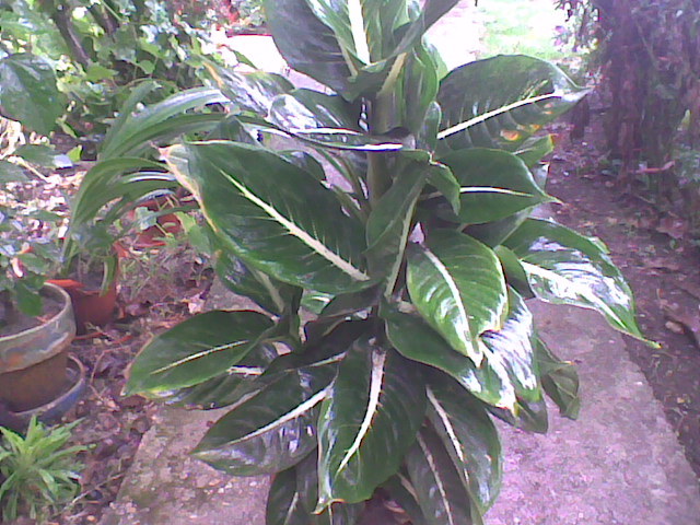 Diefenbachia - flori
