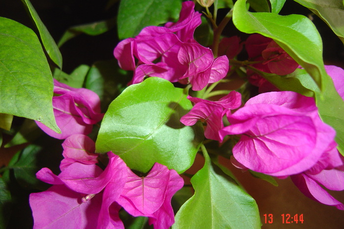 Picture 638 - 0-BAUGAINVILLEA