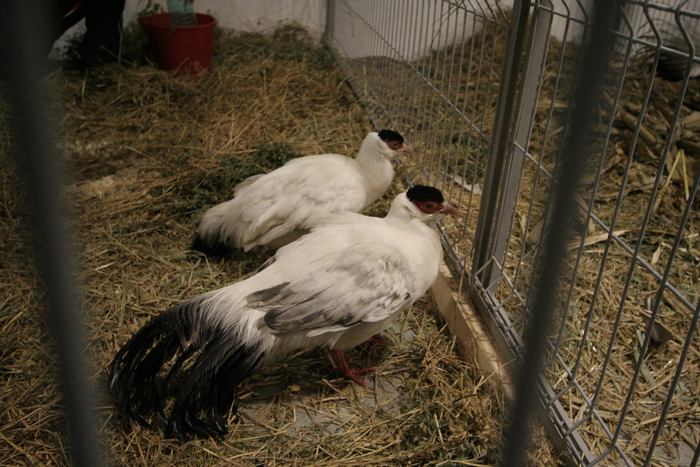 expo galati (45) - expo galati pasari si animale mici