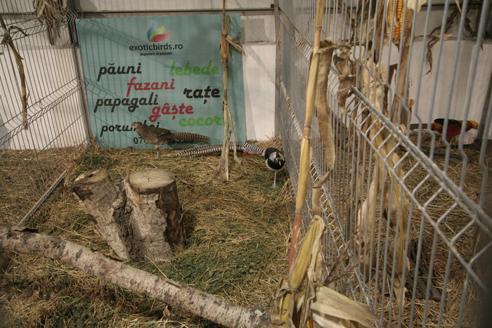 expo galati (61) - expo galati pasari si animale mici