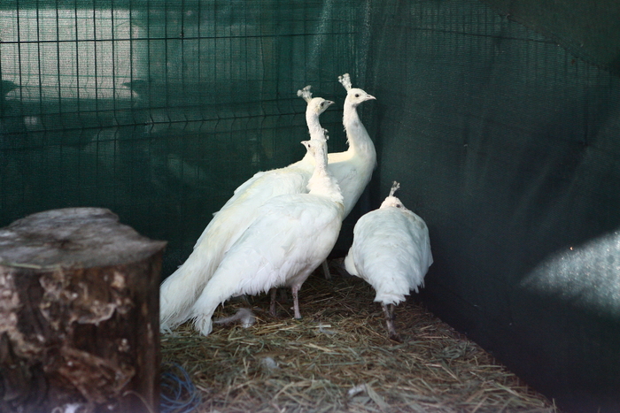 expo galati (158) - expo galati pasari si animale mici