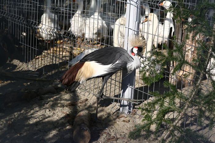 expo galati (166) - expo galati pasari si animale mici