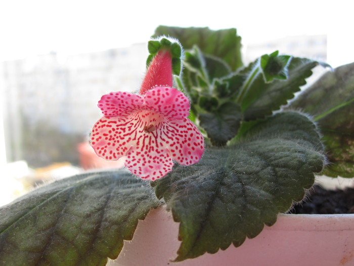 kohleria sunshine