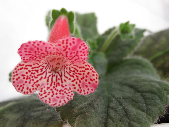 kohleria sunshine