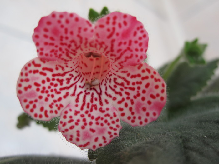 kohleria sunshine