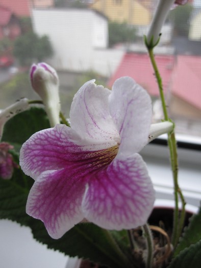 Streptocarpus Branwen