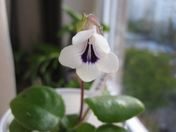 chirita tamiana