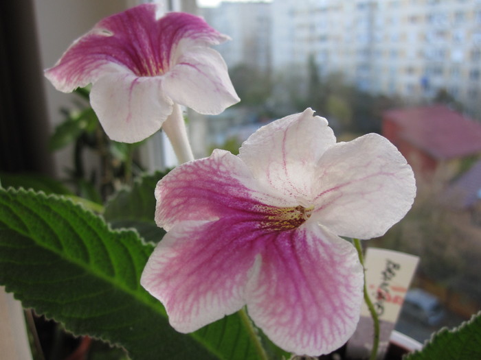 Streptocarpus Branwen