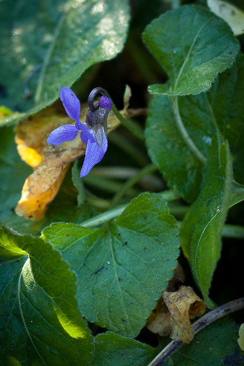 Toporas in noiembrie