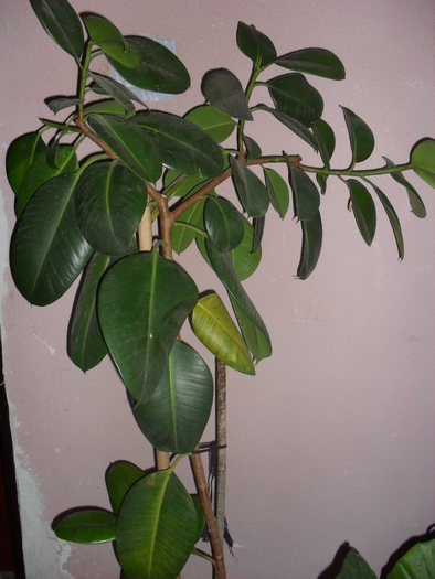 ficus