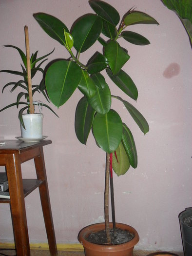 ficus2 - florile mamei