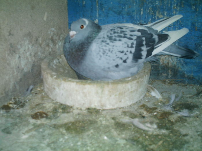 IMAG0033 - pui 2010