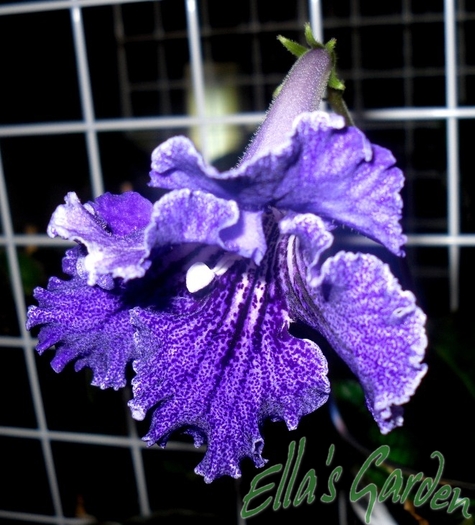  - Streptocarpus Justa