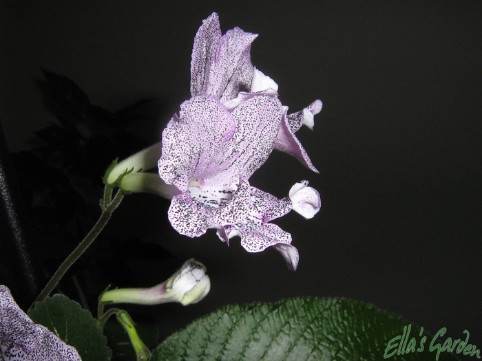  - Streptocarpus Hototogisu