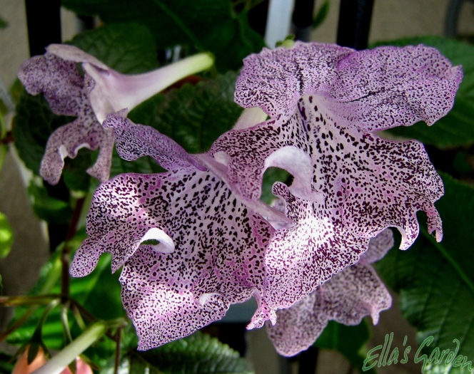  - Streptocarpus Hototogisu